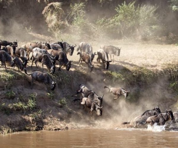 Serengeti-migration-tanzania
