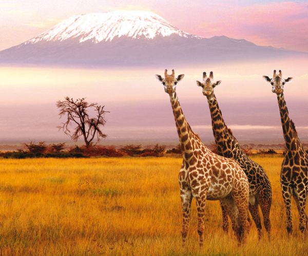 amboseli-safari