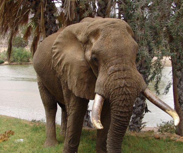 elephant-tsavo-east