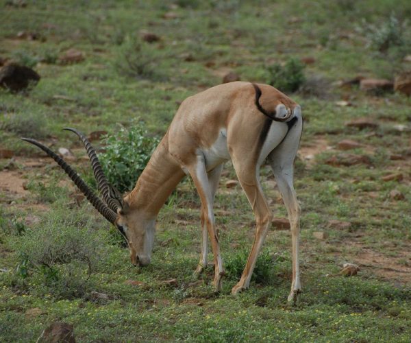 gazelle