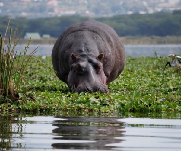 lake-naivasha