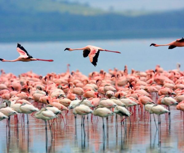 lake-nakuru2