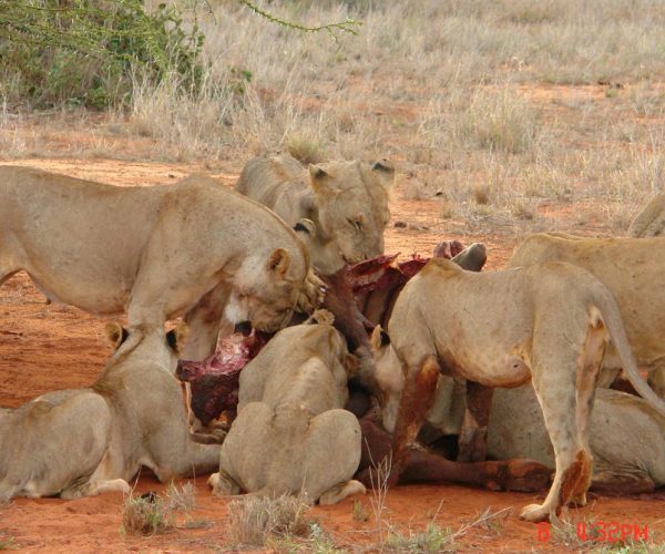 leoni-parco-tsavo-est-1
