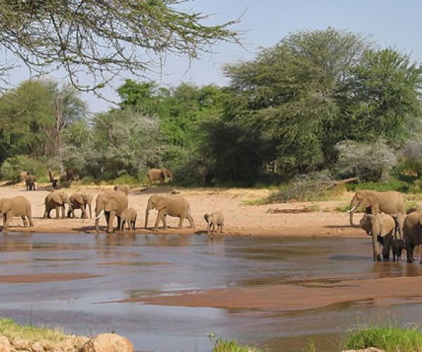 samburu-safari