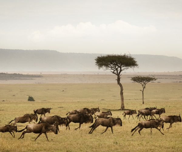 the-great-migration