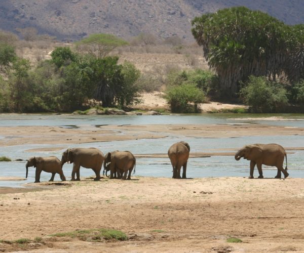 tsavo-east-safari-from-malindi